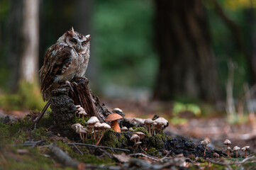 Naklejka na ściany i meble Indian scops owl - Otus bakkamoena at forest