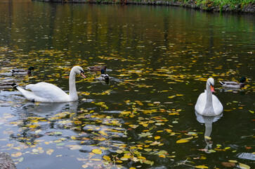 White swans and ducks on an autumn lake