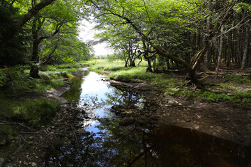 Obraz premium Image from Kejimkujik National Park, Canada