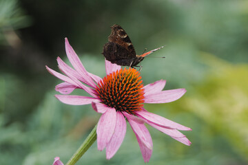 Beautiful peacock butterfly on echinacea purpurea flowers