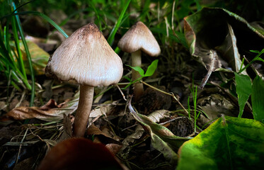 Two mushrooms grows in forest
