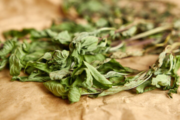 Mint sprigs are dried on paper until completely dry. Drying and storage of plants.