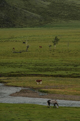 A beautiful Siberian landscape with a river against a background of mountains in the Altai Republic