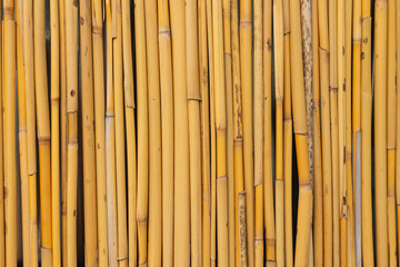 Bamboo pattern. Vertical bamboo fence background