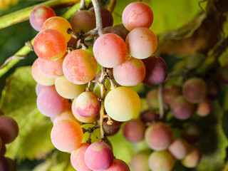 A cluster of green grapes in a vineyard