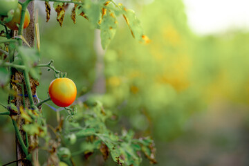 diseased tomato plants 