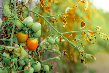 diseased tomato plants 