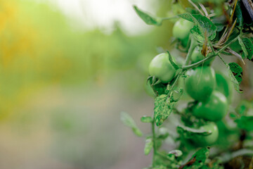 Tomatoes in a garden and glass greenhouse red green yellow tomatoes