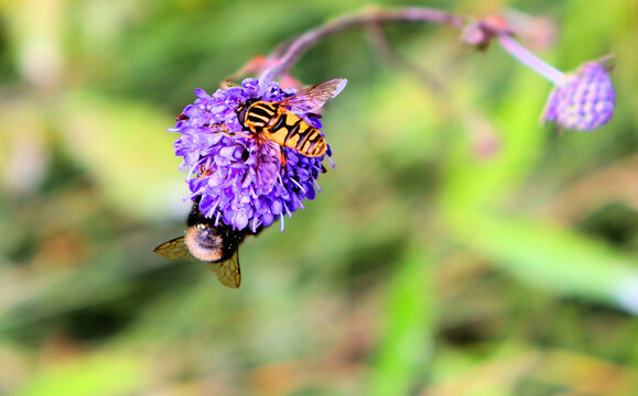 Bumblebee and butterfly collect nectar on blue flower