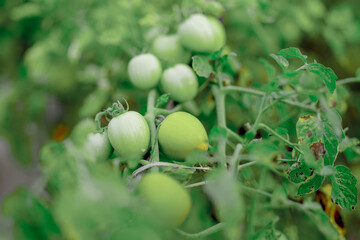 Tomatoes in a garden and glass greenhouse red green yellow tomatoes