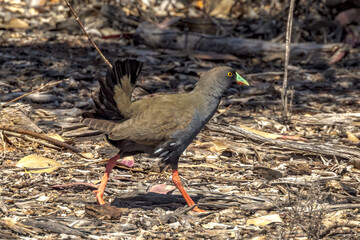Black-tailed Native Hen in South Australia