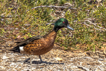 Chestnut Teal in South Australia