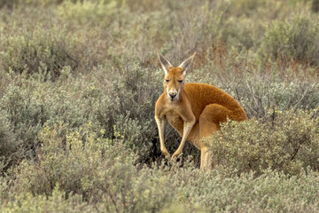 Red Kangaroo in South Australia