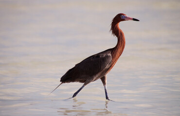 Reddish egret (Egretta rufescens) with a bright red head of breeding colors. A medium-sized heron fishing. Holbox Island in the Mexican state of Quintana Roo, Yucatán Peninsula,  Gulf Coast of México.