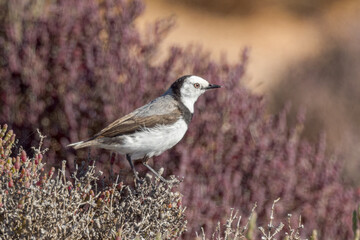 Fototapeta premium White-fronted Chat in South Australia