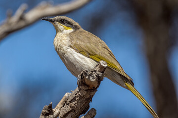 Singing Honeyeater in South Australia