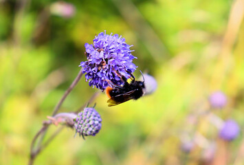 Bumblebee and butterfly collect nectar on blue flower