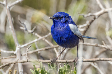 White-winged Fairywren in South Australia