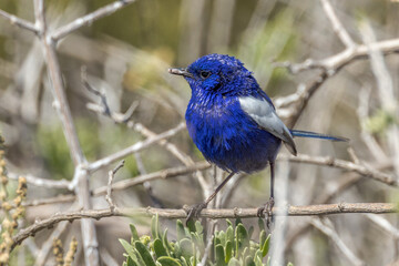White-winged Fairywren in South Australia