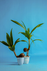 Young coconut tree seeds in pots