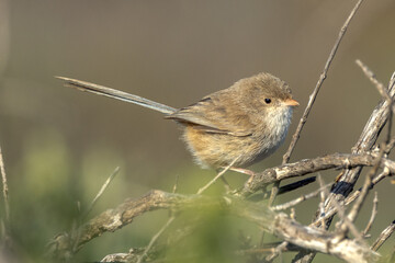 White-winged Fairywren in South Australia