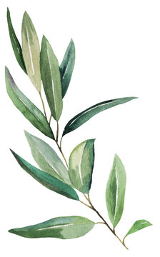 Watercolor olive twig with green leaves, isolated illustration for wedding and party design