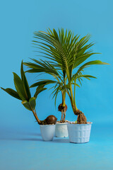 Young coconut tree seeds in pots