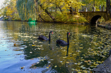 Black swans on an autumn lake in the park