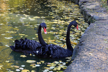 Black swans on an autumn lake in the park
