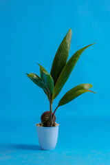 Young coconut tree seeds in pots