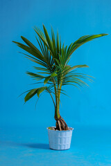 Young coconut tree seeds in pots