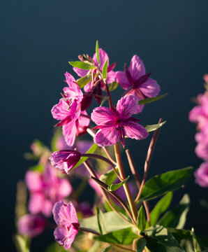 Dwarf Fireweed