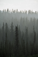 hazy pine hills