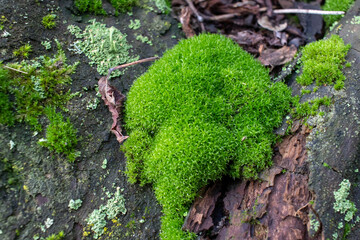 Naklejka premium Lichen, moss on an old fallen tree trunk in an autumn forest. Close-up, selective focus 