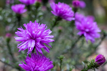 Obraz premium Close up of a purple chrysanthemum flower in the autumn garden. 