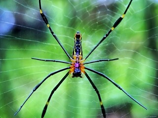 spider on web