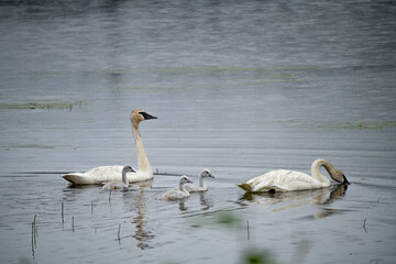 trumpeter swan family