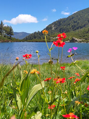 Karkamski Lake, Bulgaria, Pirin mountains, flowers