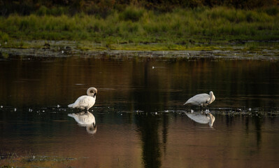 trumpeter swans in a lake