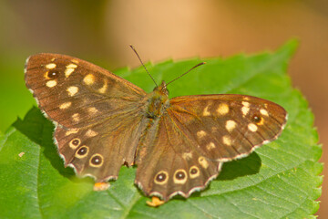 Osadnik egeira (Pararge aegeria)