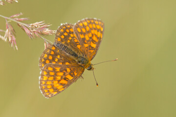 Przeplatka atalia (Melitaea athalia)