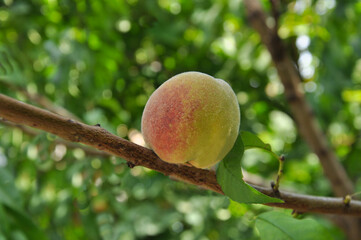 One beautiful peach Prunus persica close-up on a tree branch in the garden