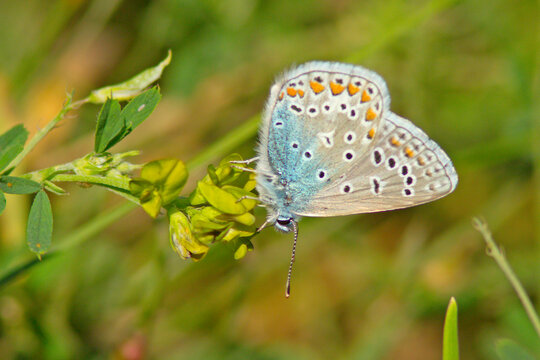 Modraszek ikar (Polyommatus icarus)