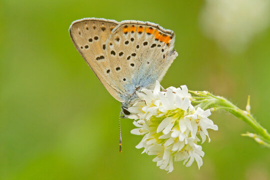 Modraszek ikar (Polyommatus icarus)