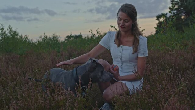 Young woman petting American Staffordshire terrier while kneeling in a beautiful heather field at dusk