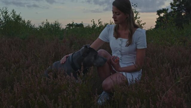 American Staffordshire terrier sitting next to attractive woman kneeling down in heather field