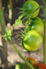 Close-up green and red tomatoes on a branch with leaves on a sunny day