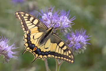 Paź królowej (Papilio machaon) © Grzegorz