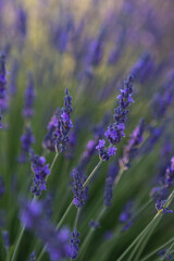 Beautiful lavender flowers, purple in summer in Brihuega, Guadalajara province, Spain.