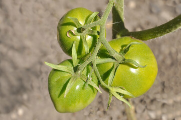 Three green tomatoes close-up on a branch in a greenhouse, top view